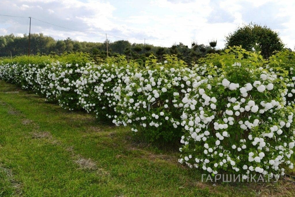 Живая изгородь: Калина Бульденеж 10шт