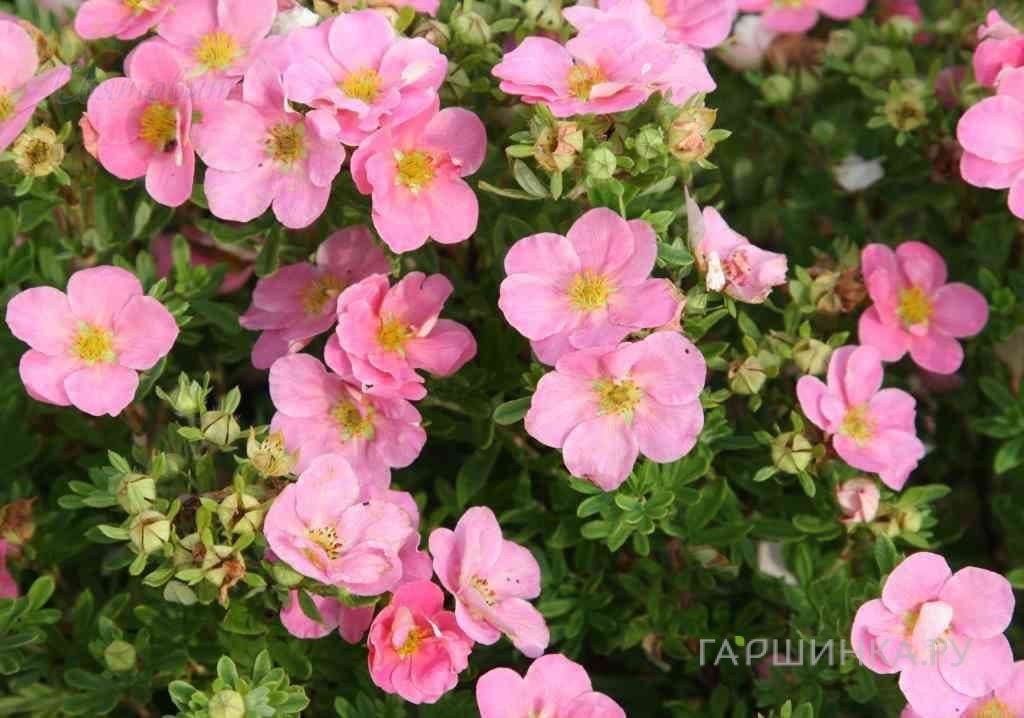 Живая изгородь: Лапчатка Пинк Квин 10шт