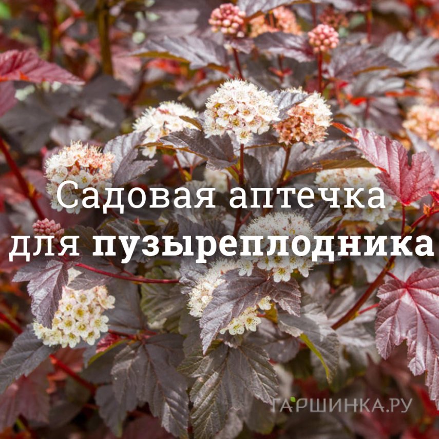 Аптечка для пузыреплодников