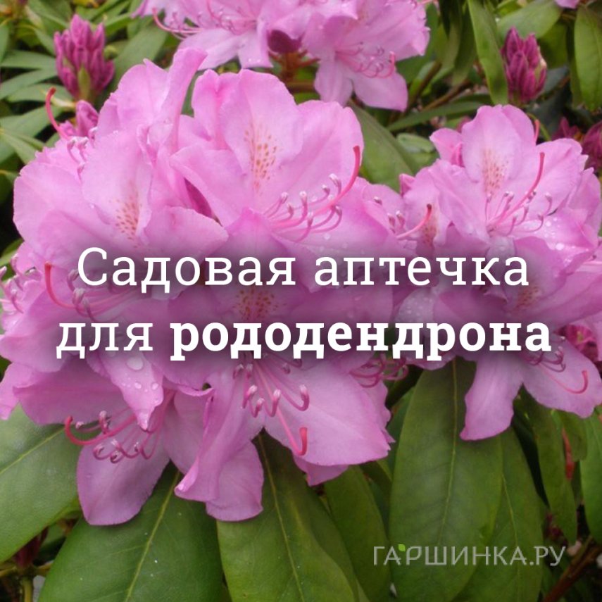 Аптечка для рододендронов