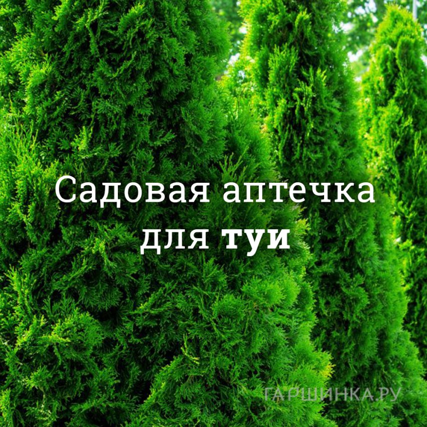 Аптечка для туй