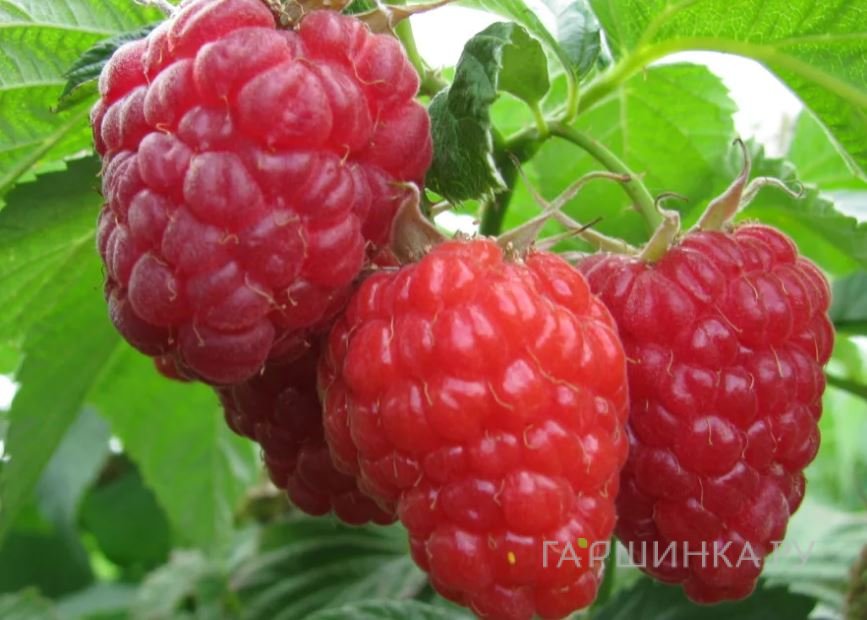 Малина Корпико красная
