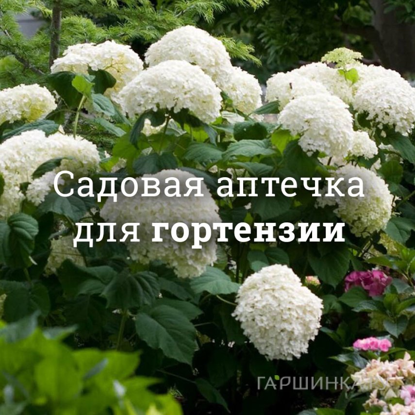 Аптечка для гортензий