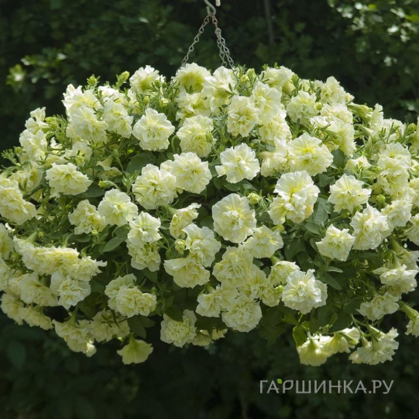 Петуния вегетативная Тумбелина Сюсанна