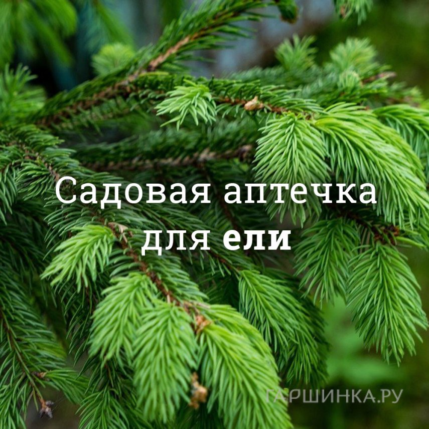 Аптечка для елей
