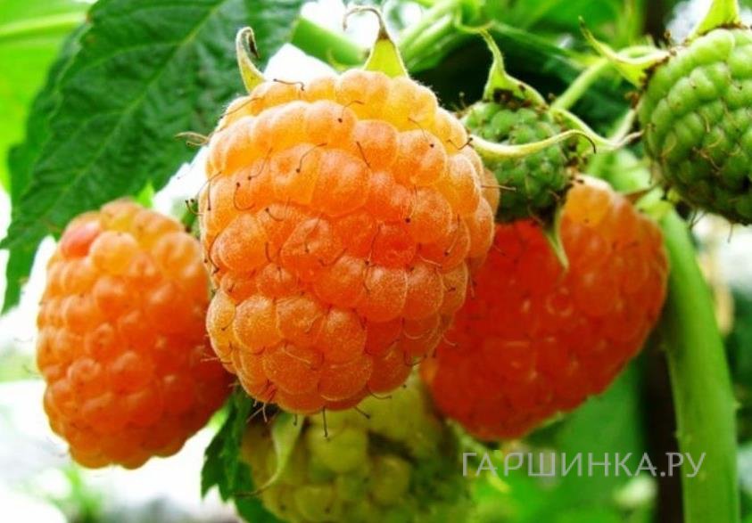 Малина Беглянка желтая