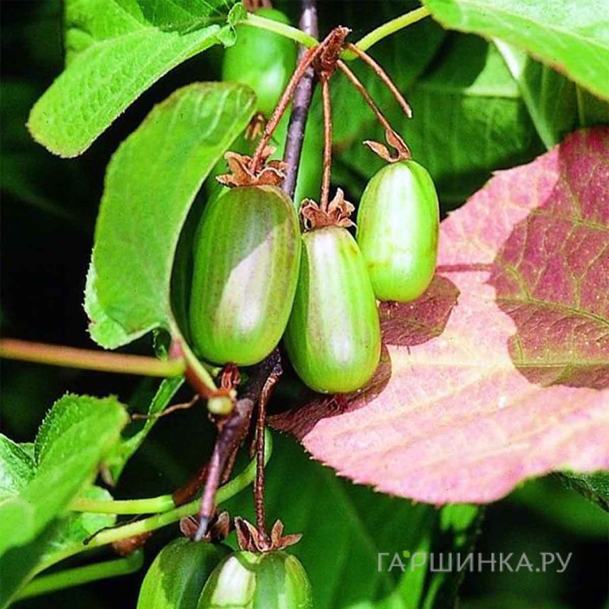 Актинидия коломикта Доктор Шимановский (самоплодный)