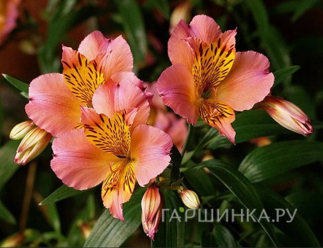 Альстромерия Лигту