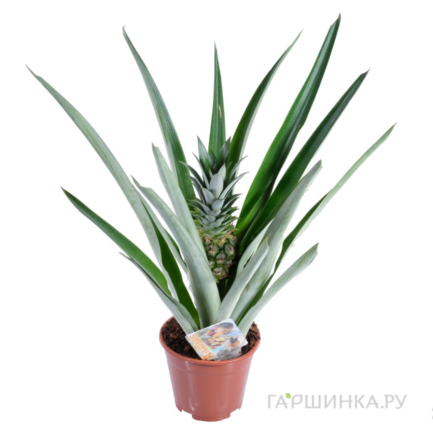 Ананас Чампака