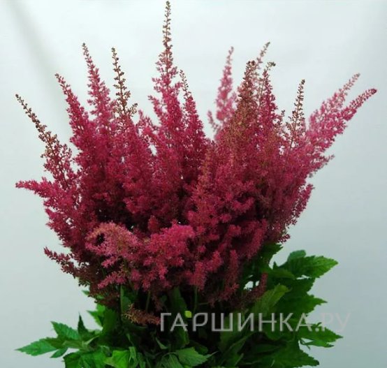 Астильба арендса Эльза Шлук