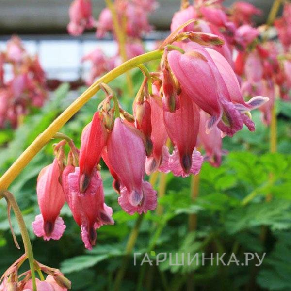 Дицентра Луксуриант изящная