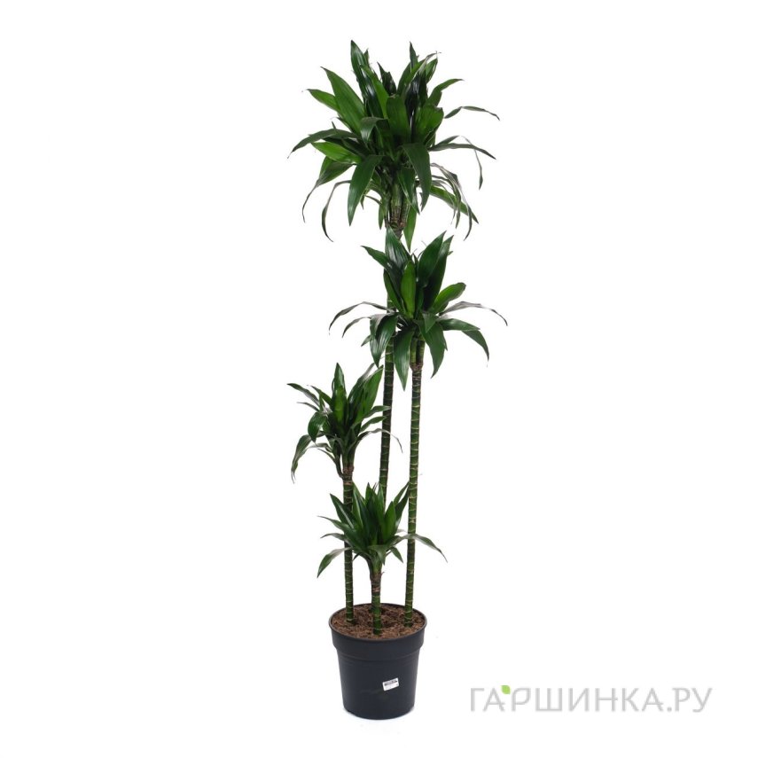 Драцена фрагранс Джанет Крейг 4 ст