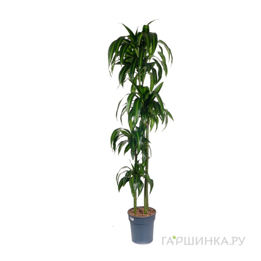 Драцена фрагранс Гавайская 4 ст