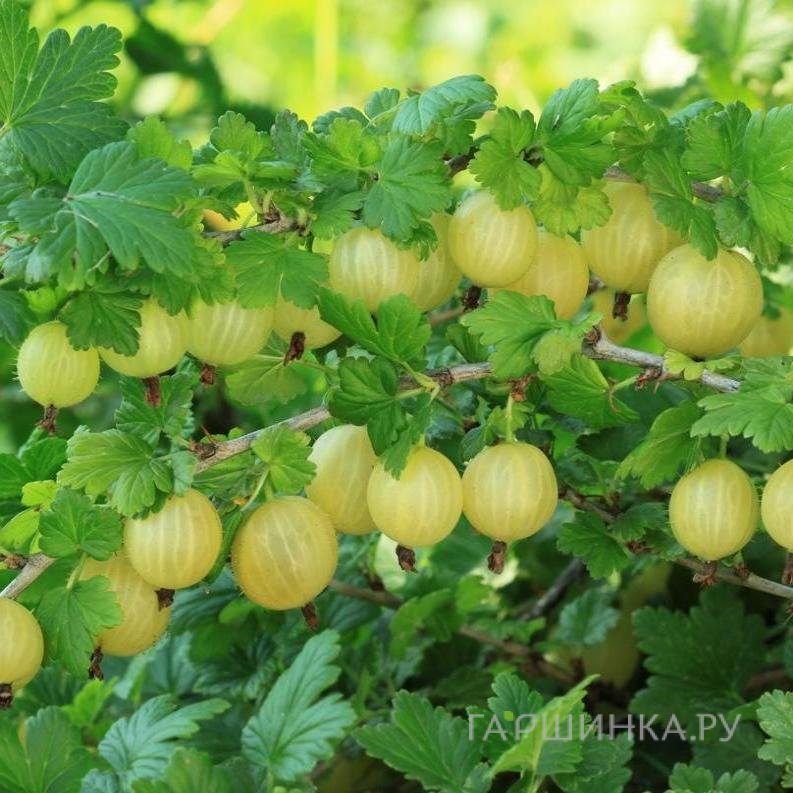 Крыжовник Куршу дзинтарс