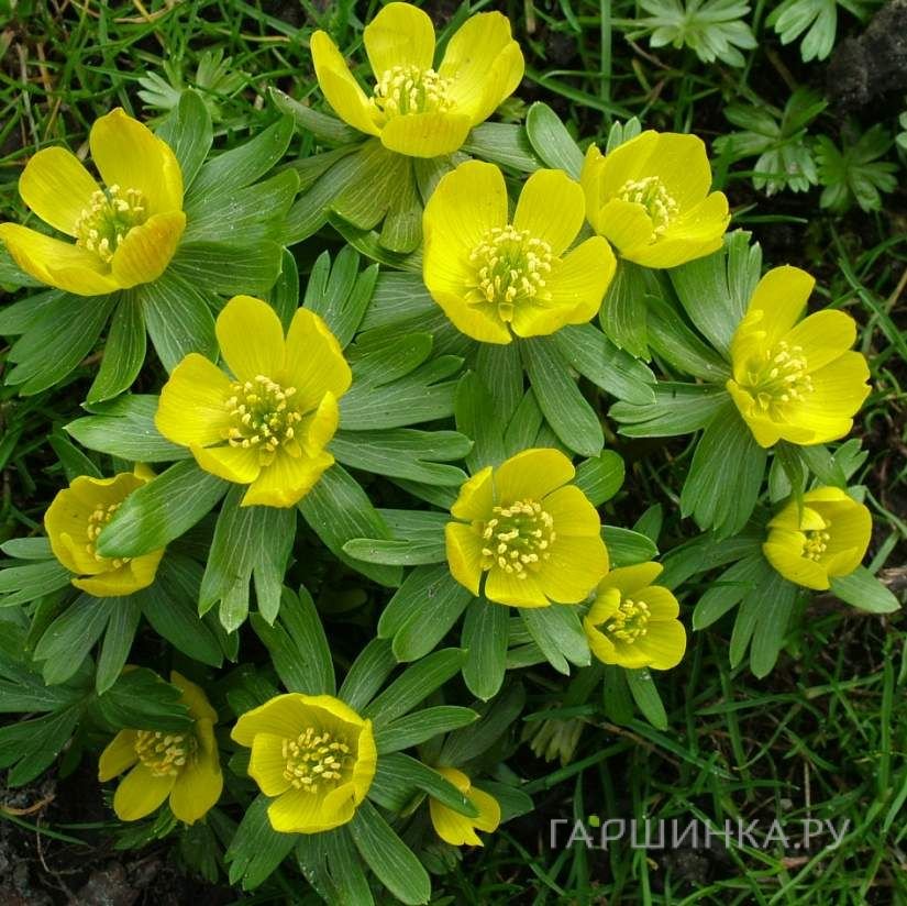 Весенник (Эрантис) зимний 10 шт