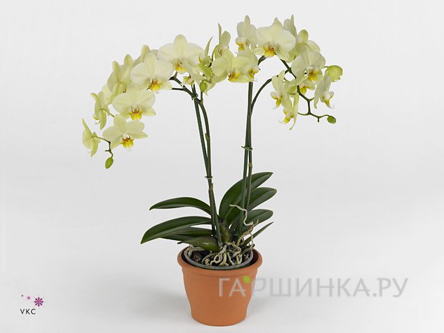 Фаленопсис Белый 3 ст