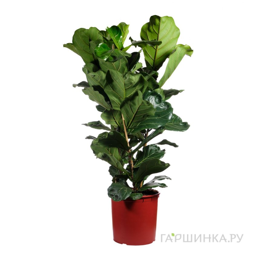 Фикус лирата 3 ст