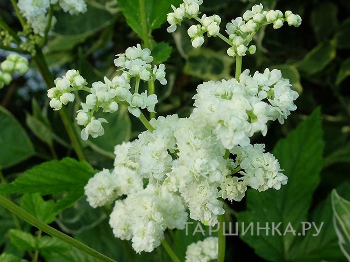 Филипендула	 ulmaria Plena