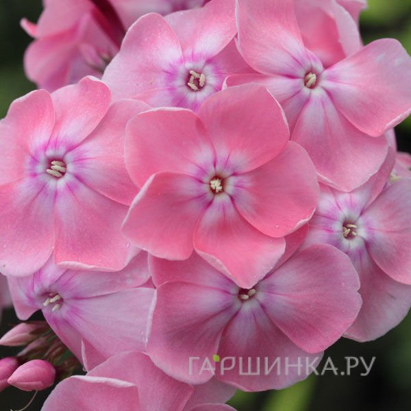 Флокс Мадам Клико