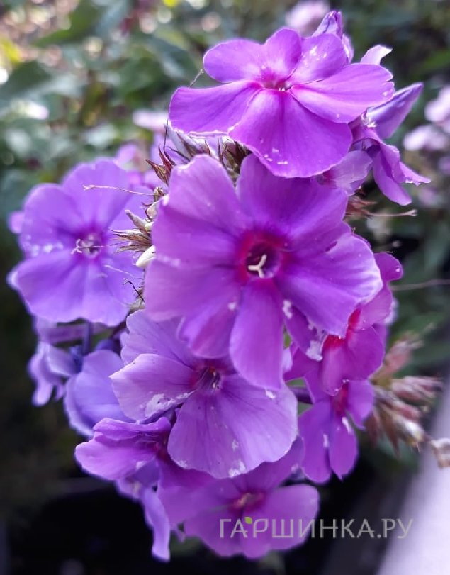 Флокс метельчатый Purple Paradise