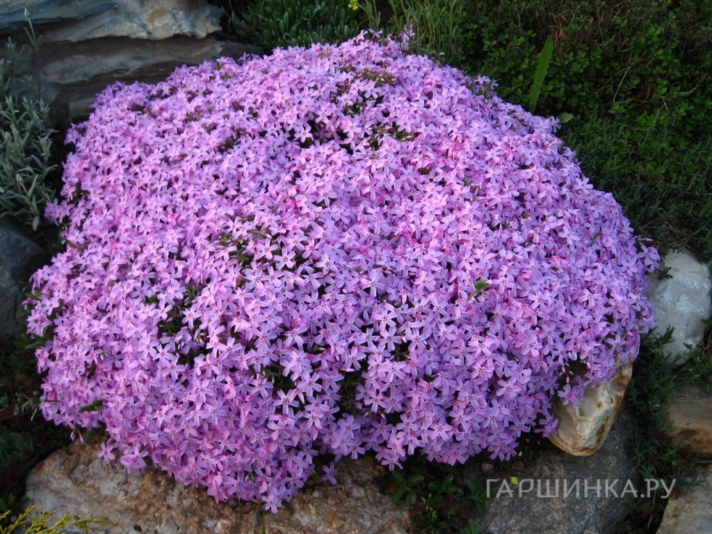 Флокс шиловидный Мажори