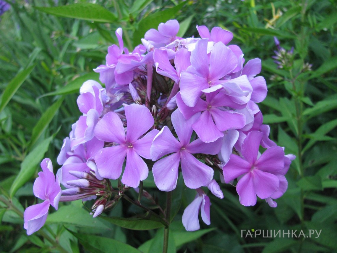 Флокс Вечерняя песня