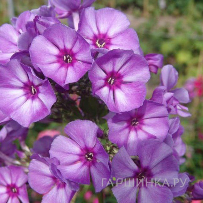 Флокс Вий