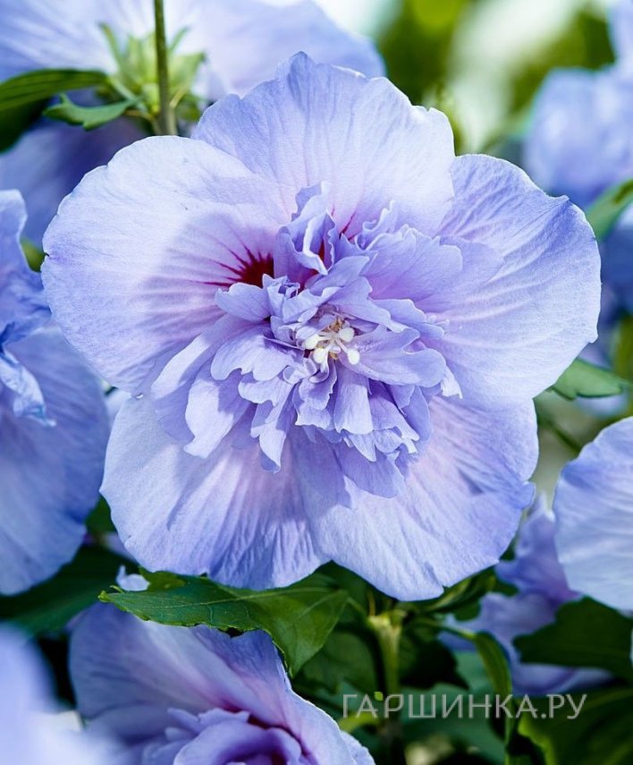 Гибискус Блю Шифон