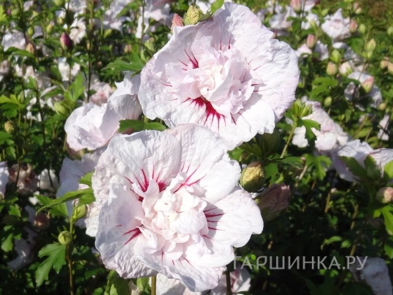 Гибискус Чайна Шифон