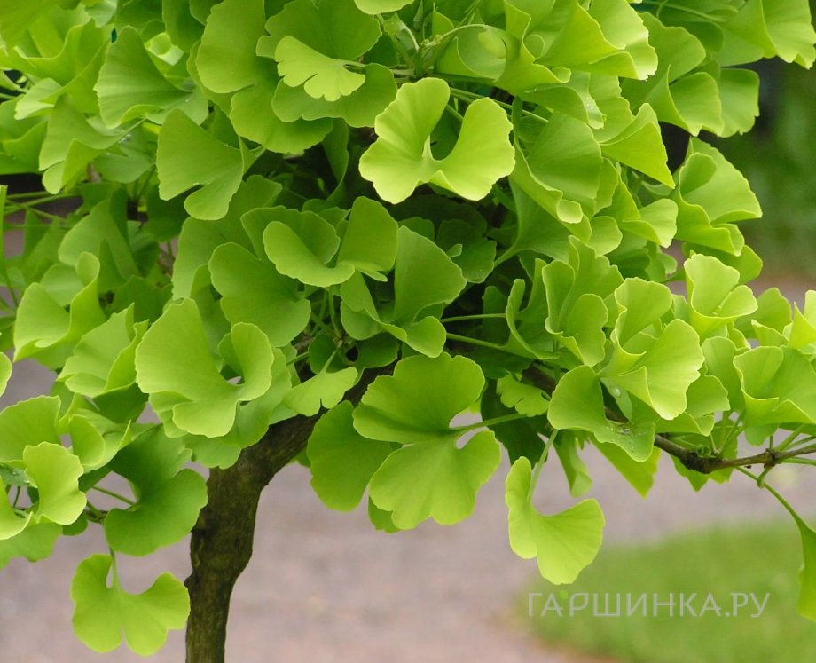 Гинкго билоба
