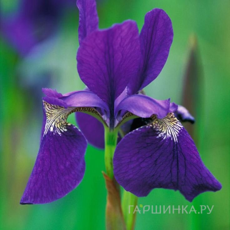 Ирис сибирский Цезарс Бразе