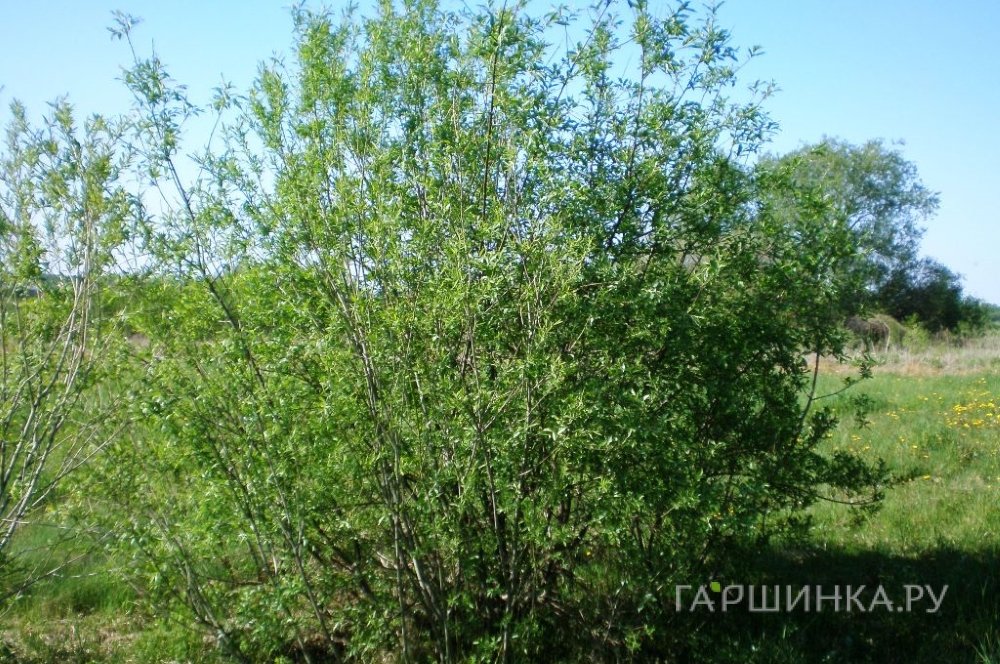 Ива Корзиночная