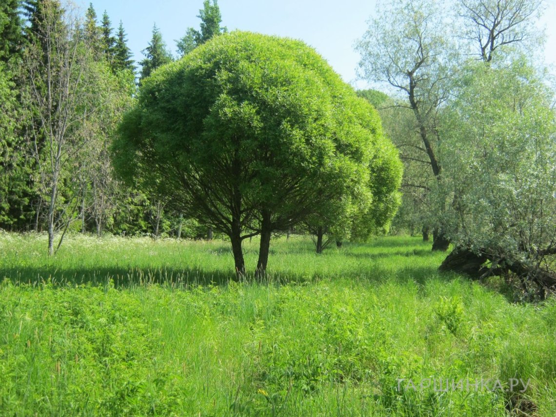 Ива ломкая