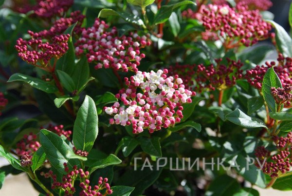 Калина Гвенллиан лавролистная