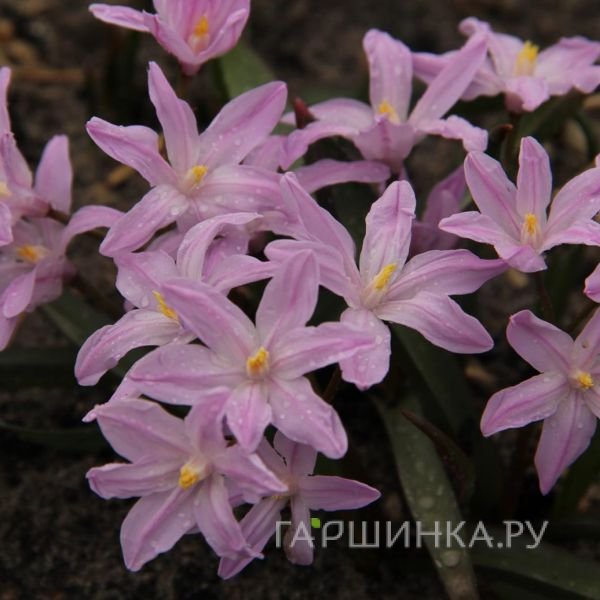 Хионодокса Роуз Квин 15 шт