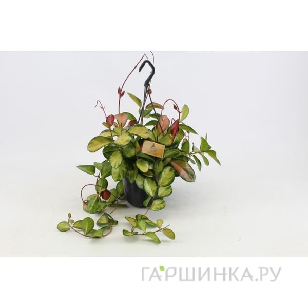 Хойя Аустралис Лиза подвесная