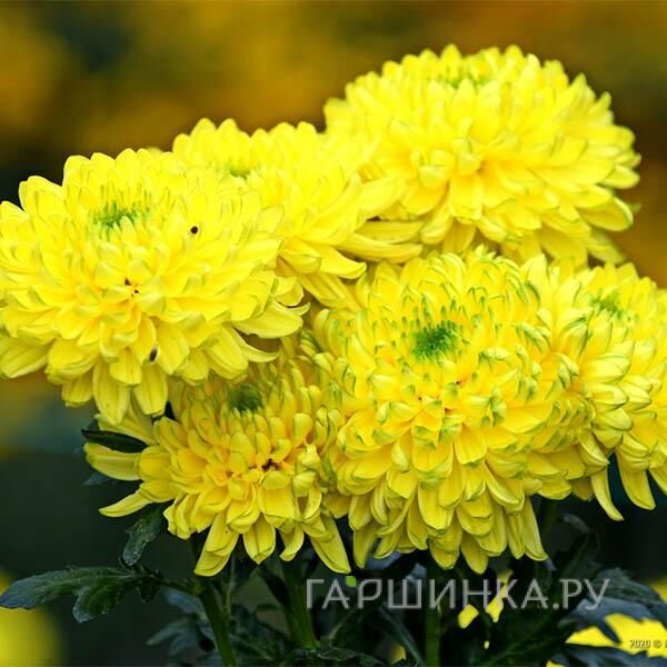 Хризантема Зембла Бразил