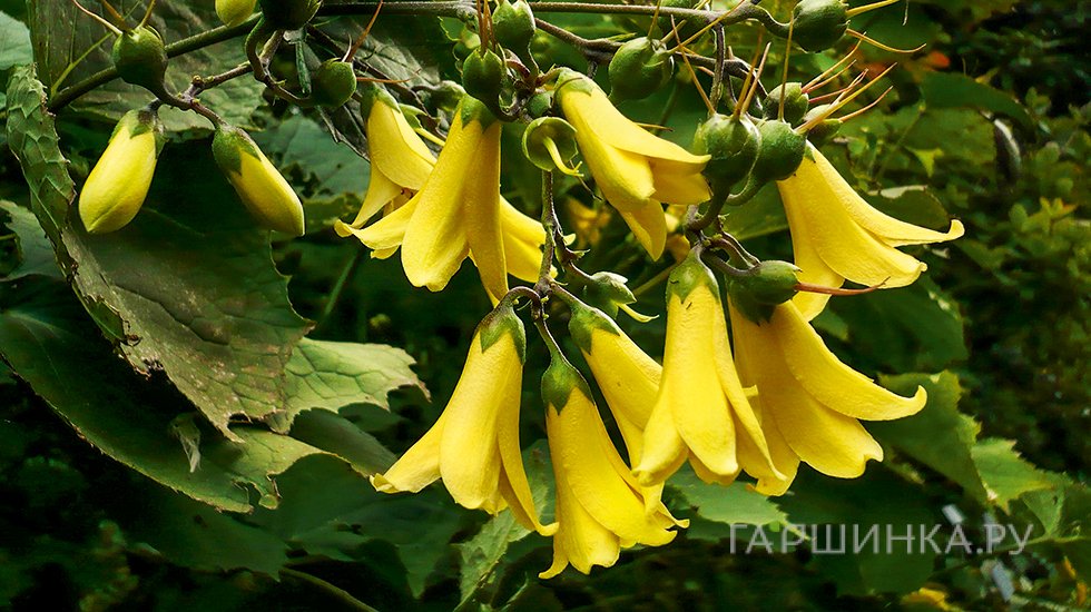 Киренгешома palmata