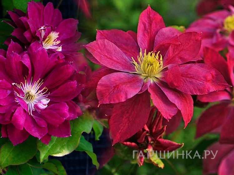 Клематис Ред Стар махровый (2)
