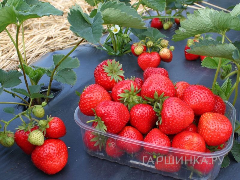 Клубника Элеганс