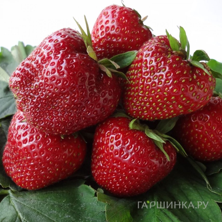 Клубника Кабрильо