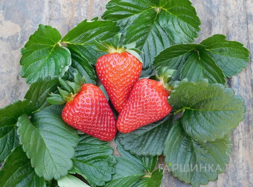 Клубника Кантус