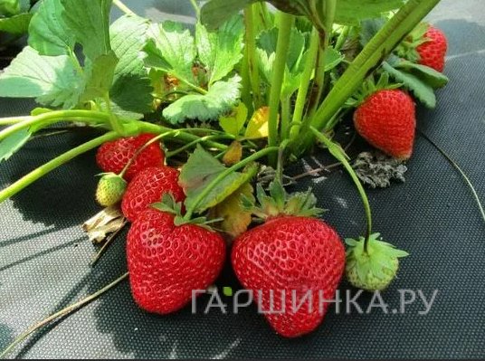 Клубника Маэстро