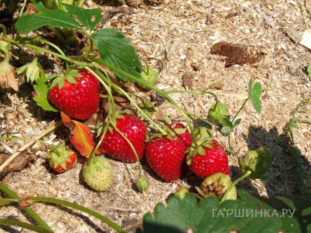 Клубника Надежда