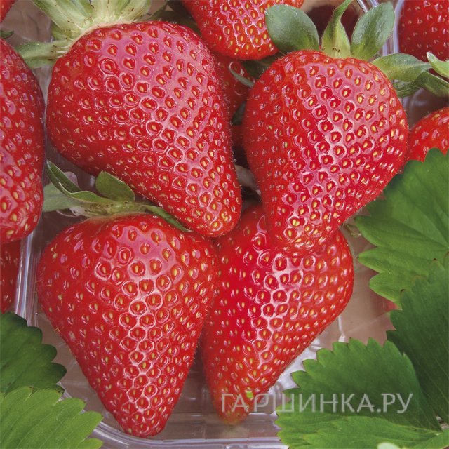 Клубника Скала