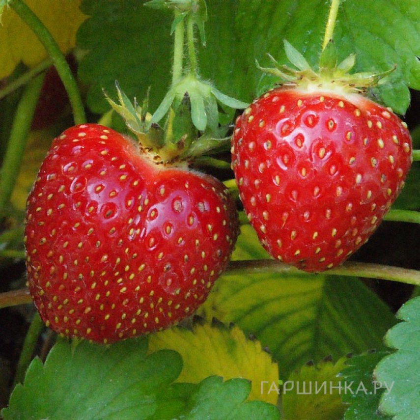 Клубника Таго
