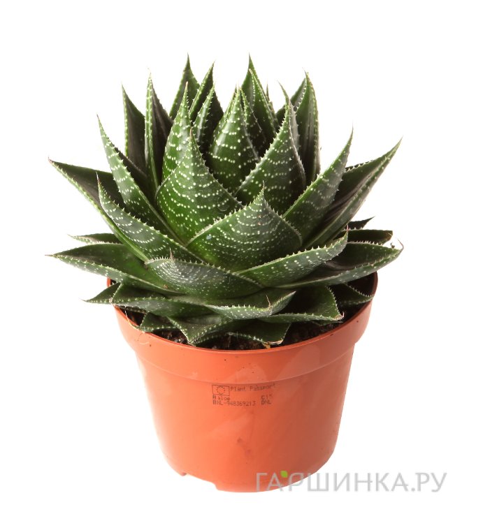 Алоэ Космо