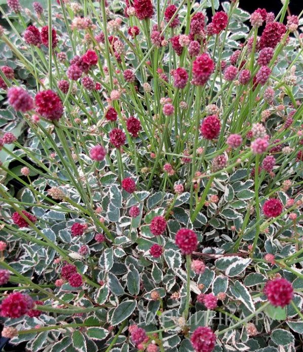 Кровохлебка tenuifolia Little Angel