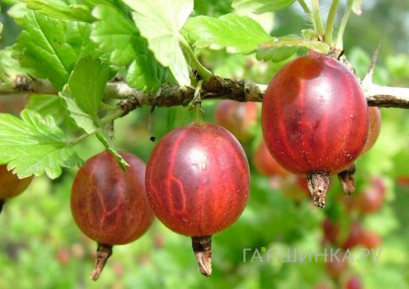 Крыжовник Садко крупноплодный слабошипованный