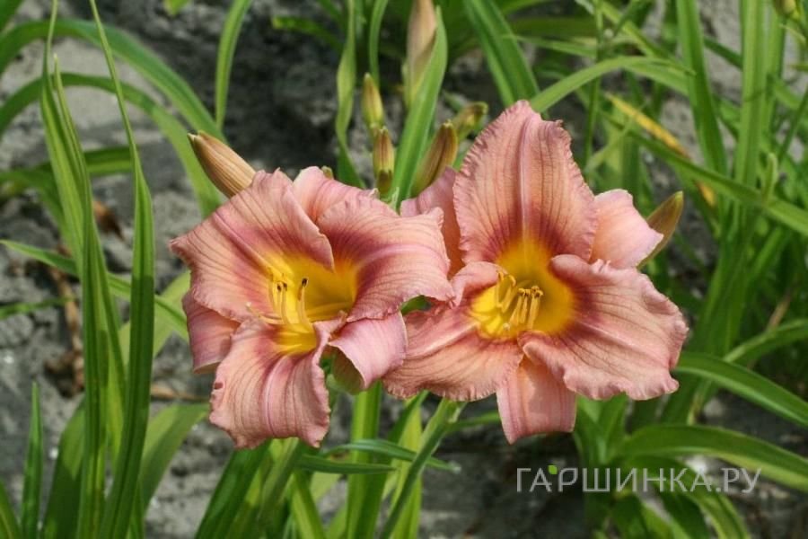 Лилейник Литтл Феллоу